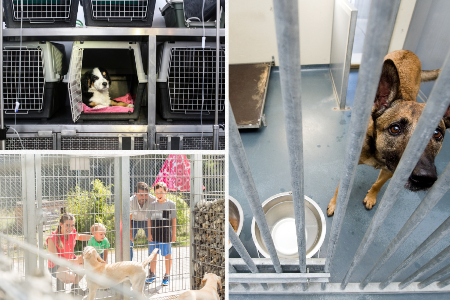 Richmond, Virginia: Where Volunteerism Meets Furry Friends at Animal Shelters