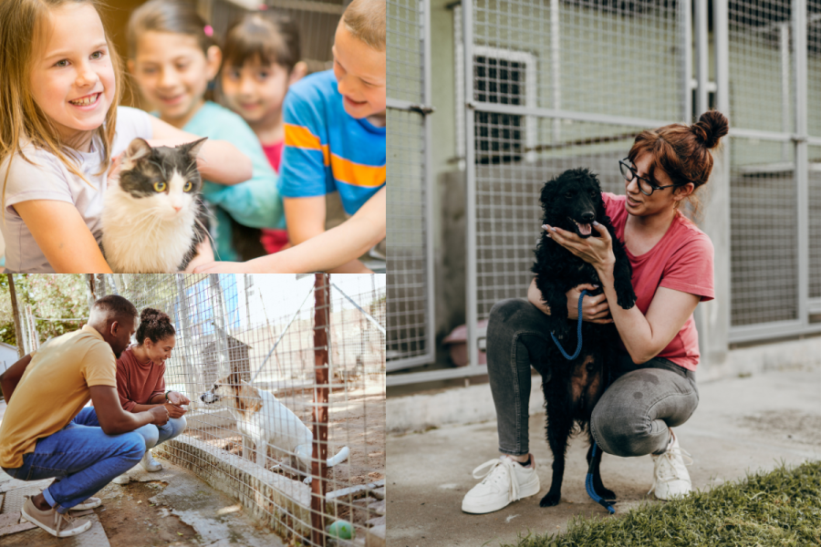 Unleashing the Power of Animal Advocacy: Exploring the Benefits of Volunteering at an Animal Shelter in Casper, Wyoming