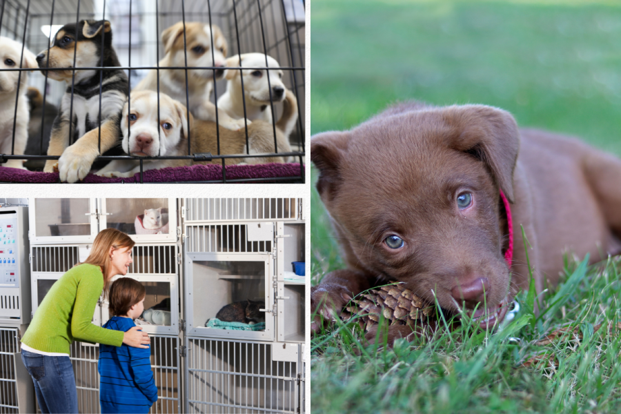 Providing a Haven: Volunteering at Animal Shelters in Olympia, Washington
